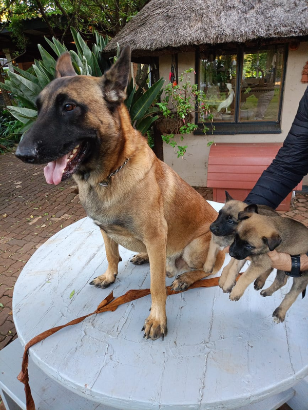 Belgian Malinois Puppies for sale!