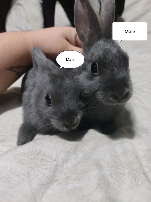 Dutch Bunnies