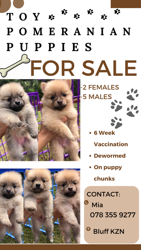 Toy Pomeranian Puppies For Sale