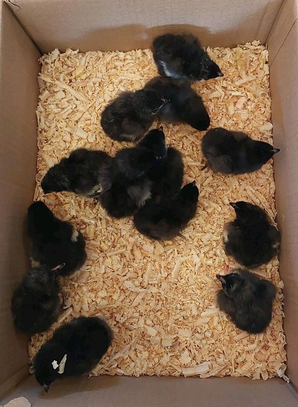 Chicks for sale