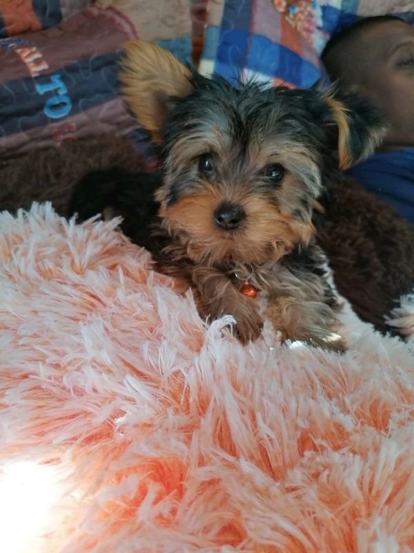 Yorkshire terrier pups (phoenix)