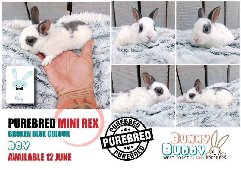 Purebred Netherland Dwarf, Jersey Wooly and Mini Rex Rabbits