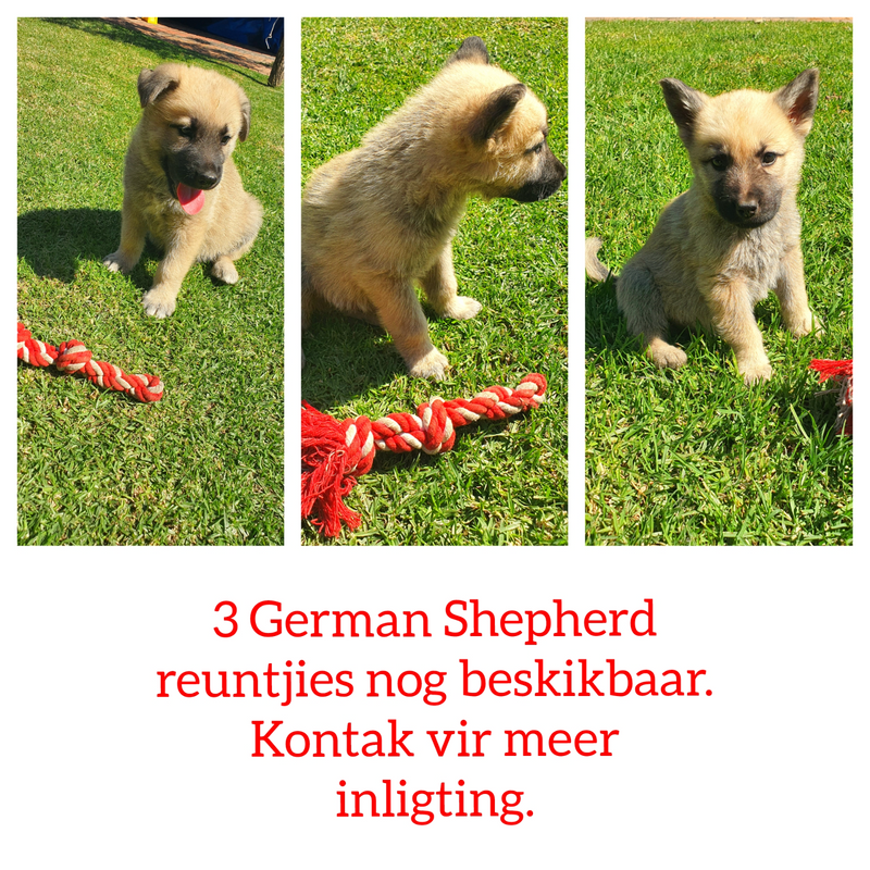 PRICE REDUCED German Shepherd Puppies