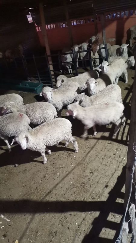 Marino lambs for sale ewes