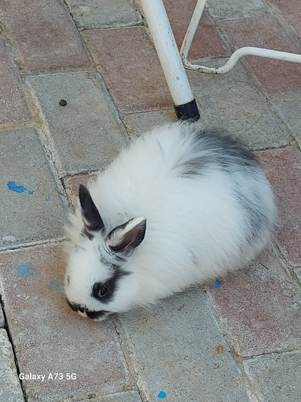 6 weeks to 8 months Old Rabbits / Bunnies for sale. Various breeds and both sex and colors on offer