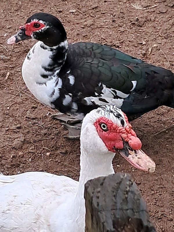 3 mature Muscovy drakes now available and mature Ducks