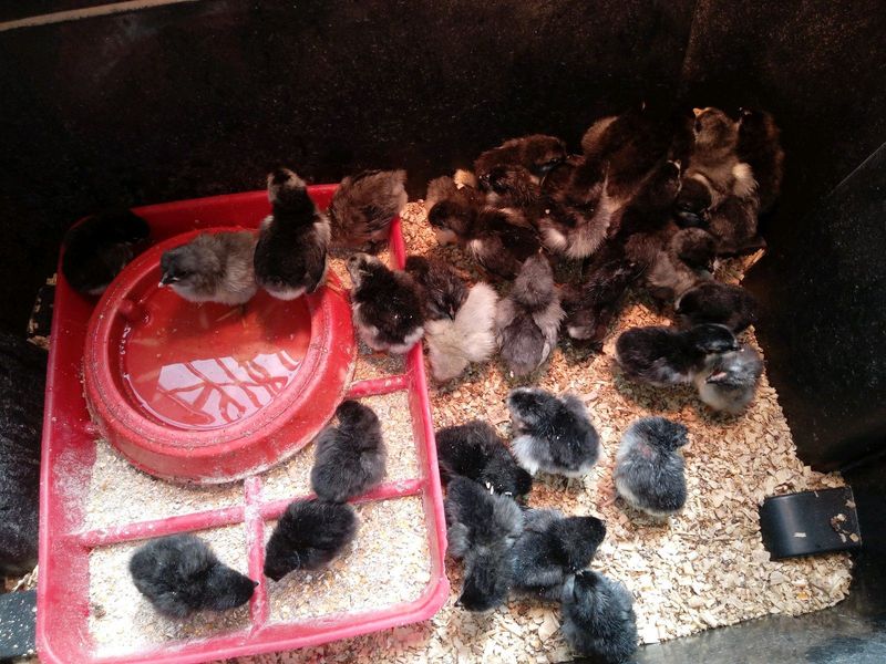 Black &amp; Silver Australorps Chicks 1 to 3 weeks