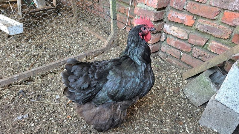 Australorp Laying Hens for sale