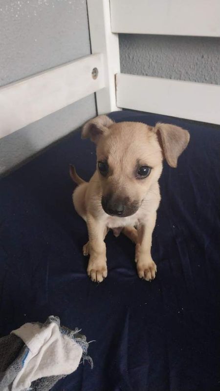 puppy for adoption