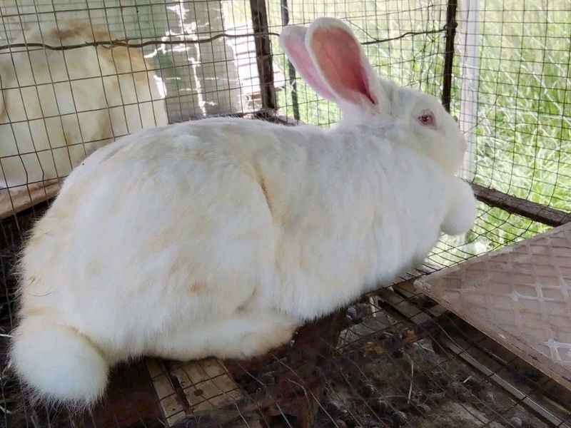 RABBITS FOR SALE