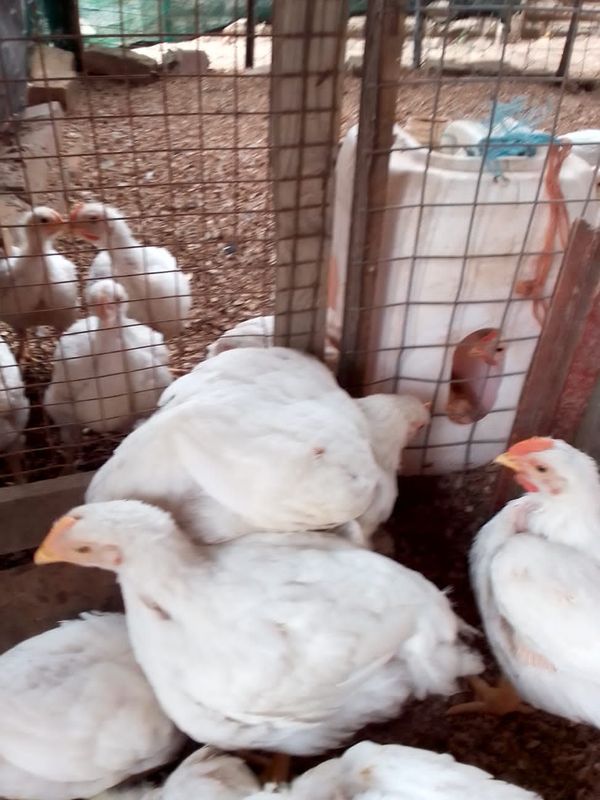 Broiler chickens for sale