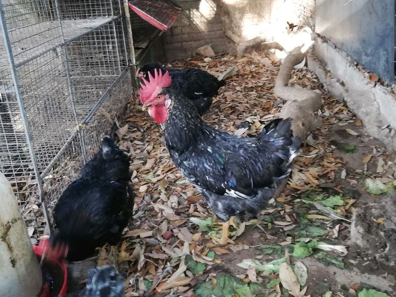 Roosters for sale