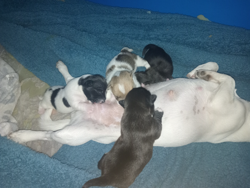 Jack Russell Puppies Available