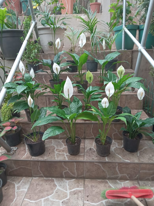 White Peace Lilies