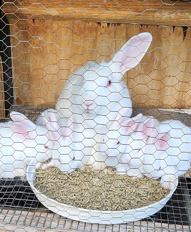 Meat Rabbits For Sale