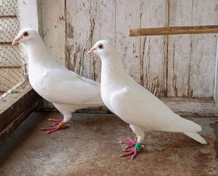 White Pigeons For Your Needs