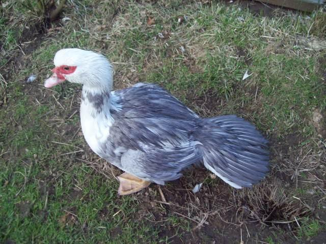 Pet ducks and chickens for sale