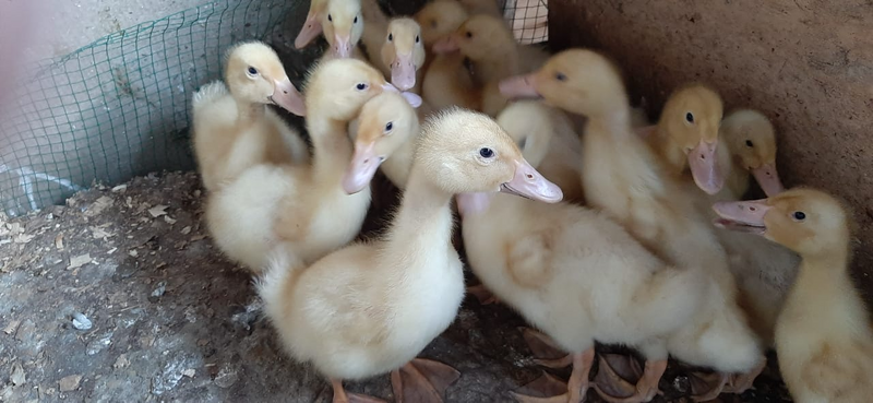 Duckling For Sale- R70