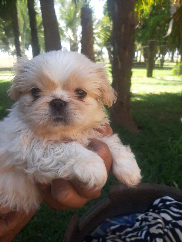 2 x Purebred Pekingese female puppies