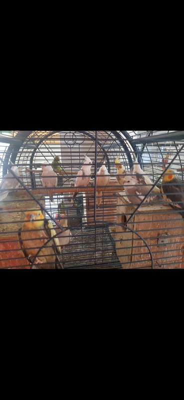 Cockatiels Breeding Pairs Excellent Health and feathers