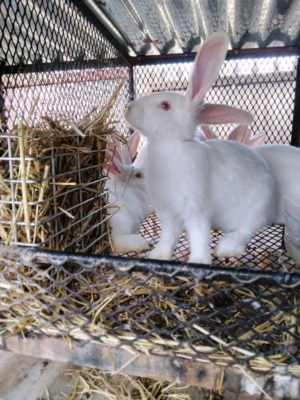 New Zealand Meat Rabbits For Sale