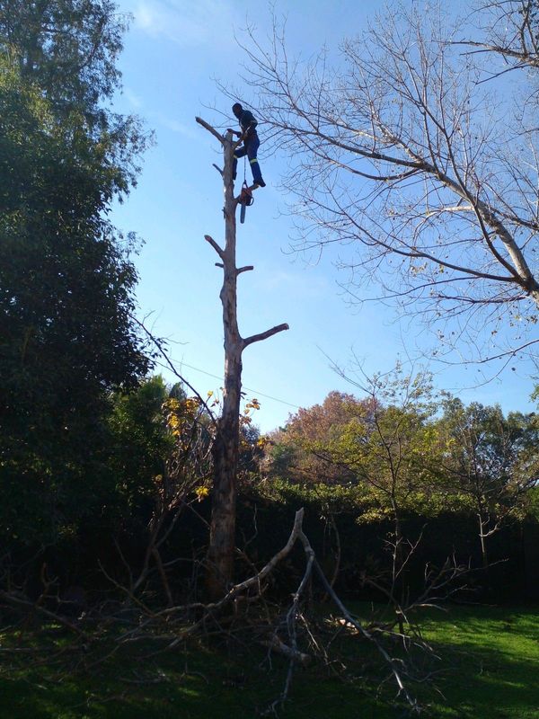 TREE FELLING AND STUMP REMOVAL
