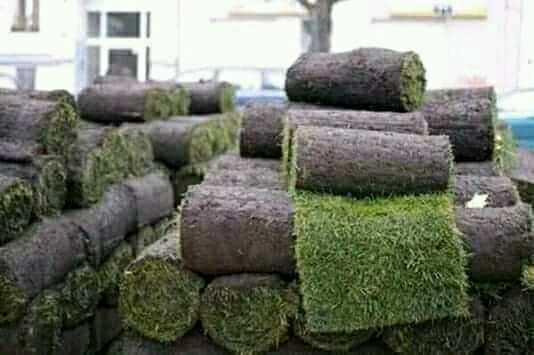 Evergreen roll on lawn grass weed free straight from the farm