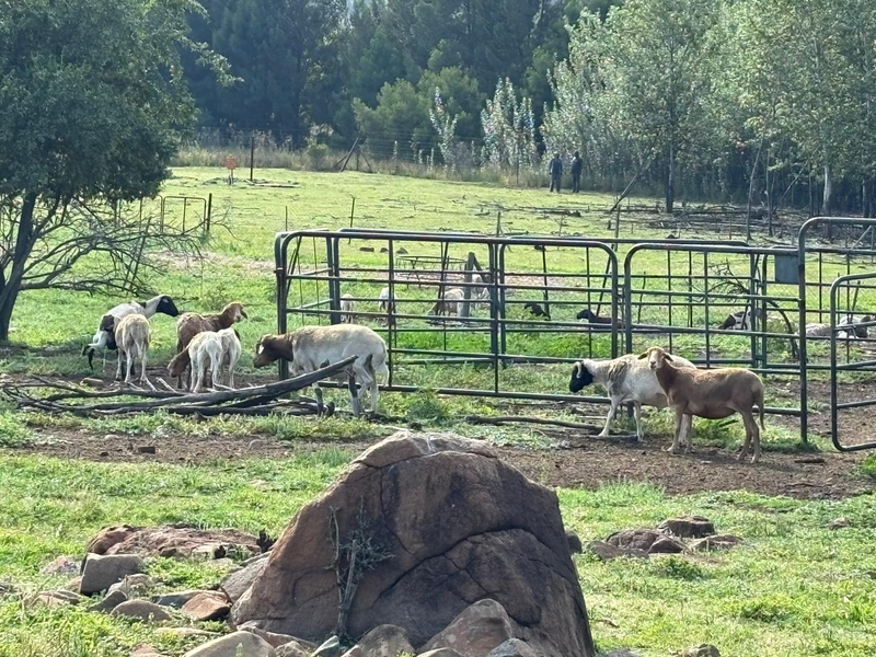 Pedi Sheep for Sale