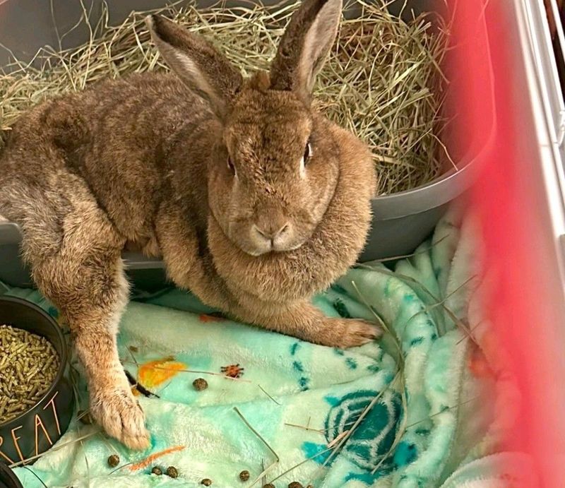 Show Quality Flemish Giant Rabbits For Sale