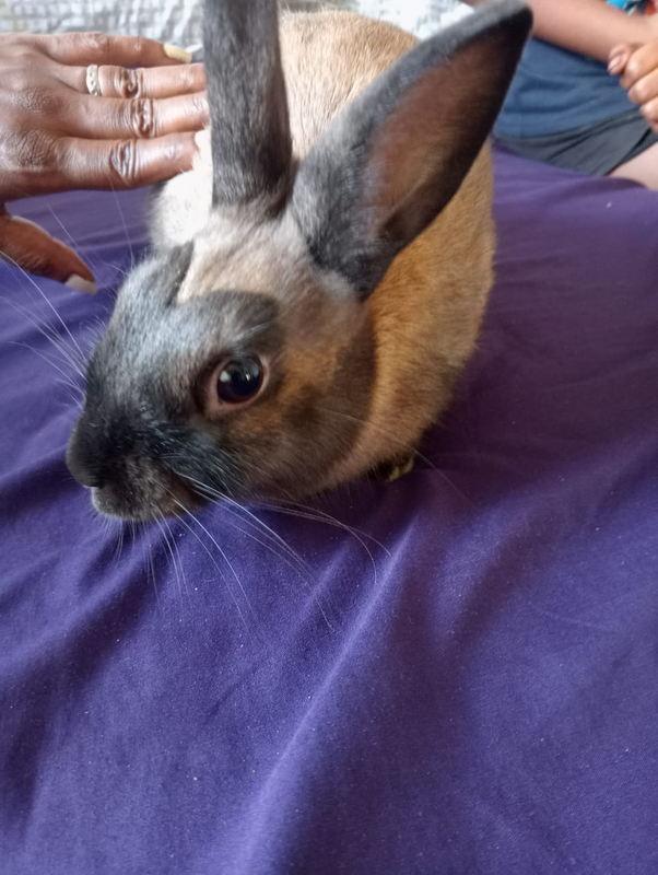 Rabbit for sale Netherlands dwarf