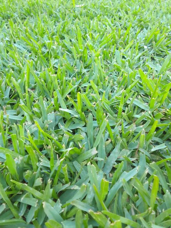 Lm Berea grass //Kikuyu grass //Buffalo grass
