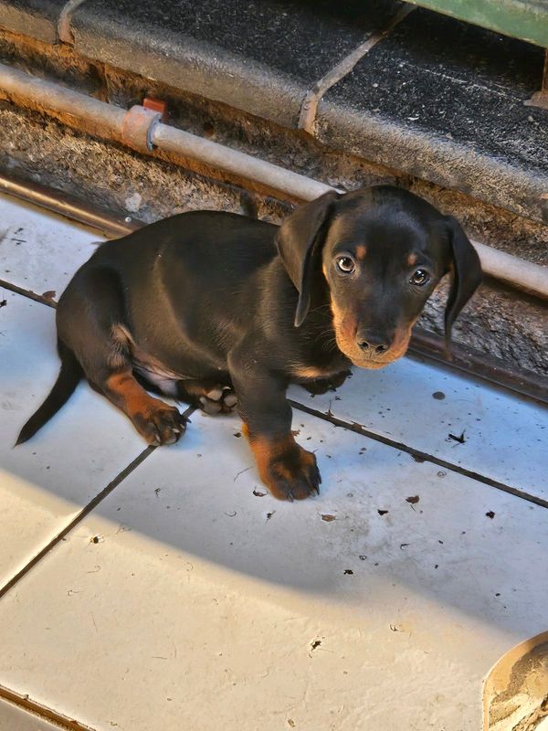 Miniature Dachshund puppy for sale