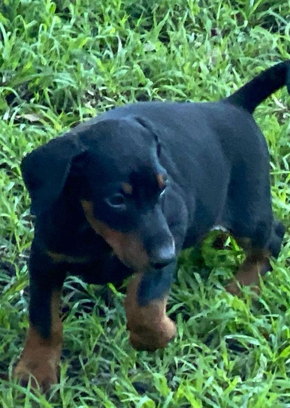 Doberman puppies