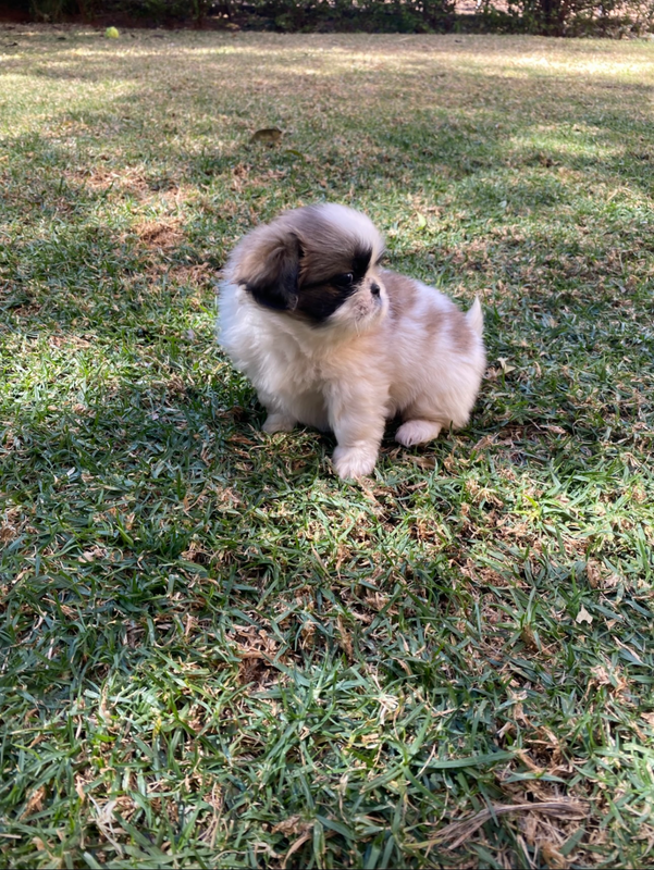 Pekingese puppies for sale