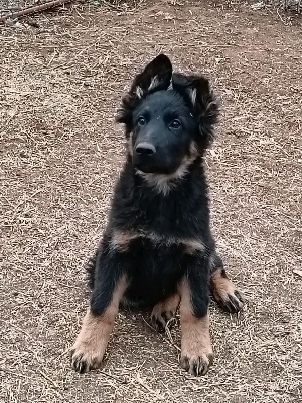 German Shephard puppy