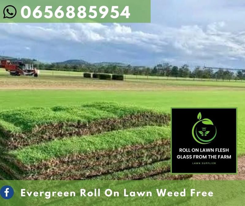 Kikuyu grass//Buffalo grass//LM Berea instant roll on lawn grass weed free straight from the farm