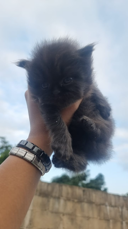 Chinchilla Persian kitten