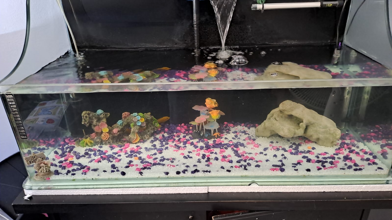 1m Customised fish tank with Accessories