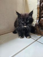 Cats Kittens for Sale in South Africa Gumtree