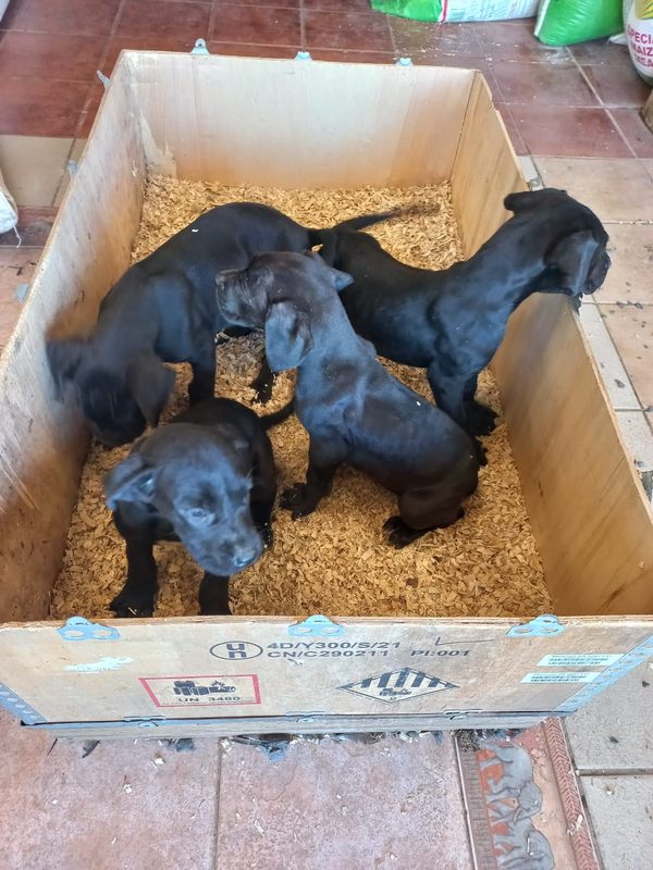 Great Dane Puppies