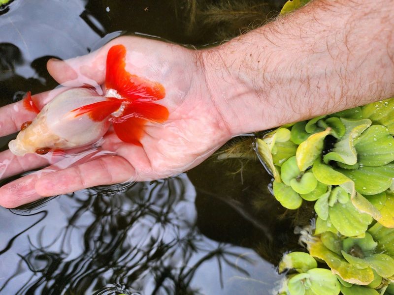 Ryukin Goldfish Female Fishtank Pond