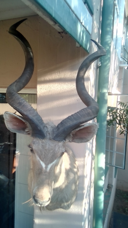 Kudu Bull Shoulder mount