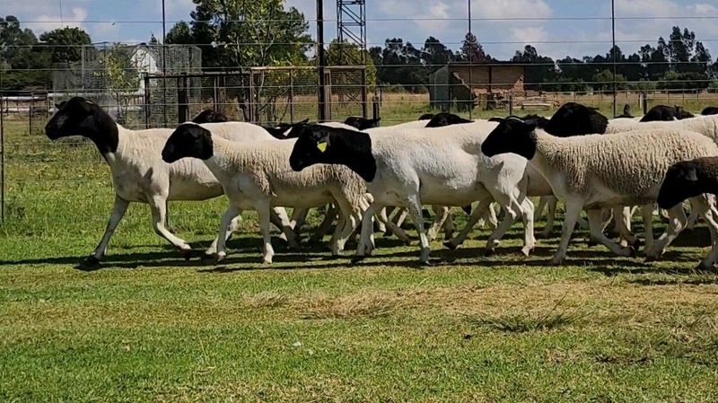 Dorper sheep