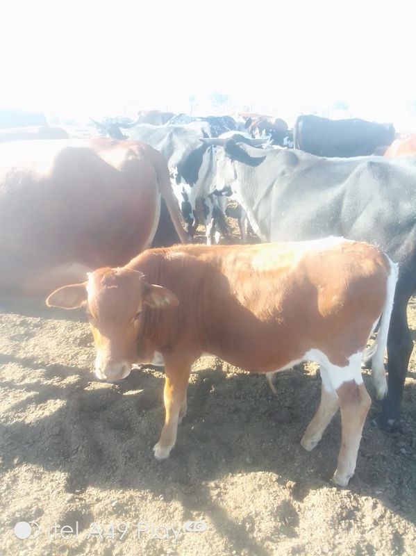 Nguni cows and cross cows