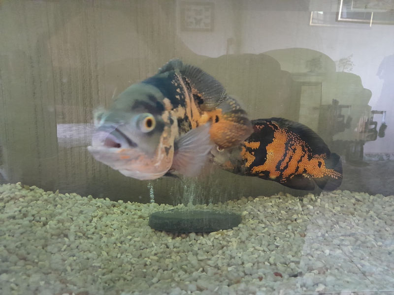 Two Oscar fish