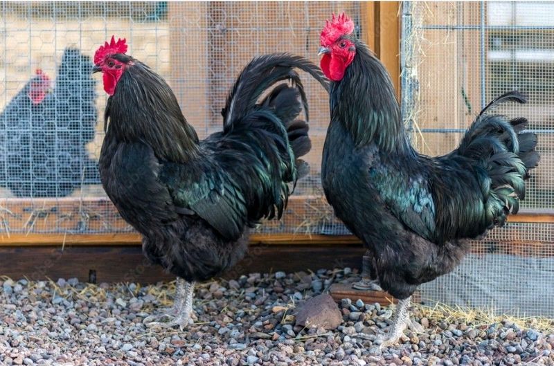 Black Australorps Roosters for sale