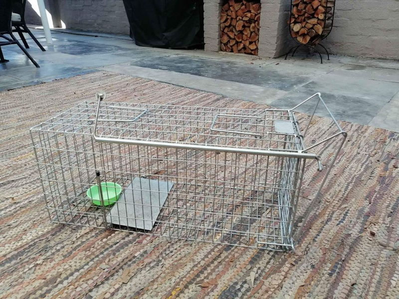 Humane Cat Trap for Rent