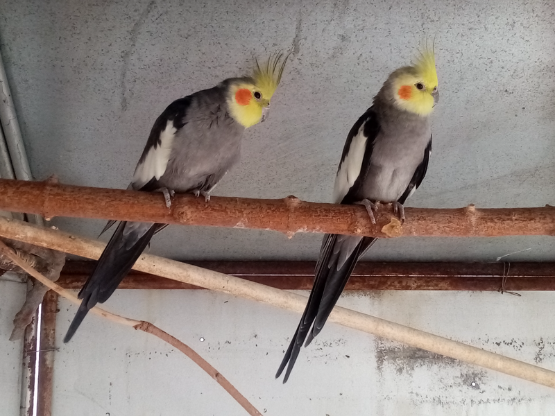 Cockatiels - Ad posted by Ryan Smit