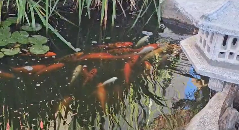 Koi Fish for sale