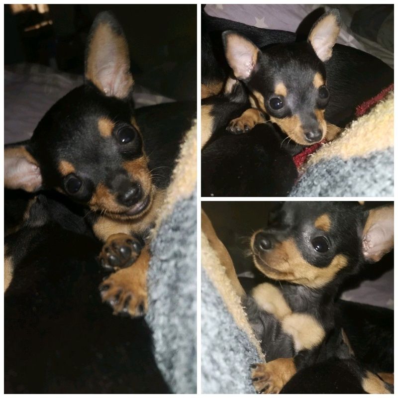 Miniature pinscher puppies